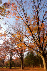 Obraz premium 代々木公園