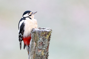 Great-spotted woodpecker