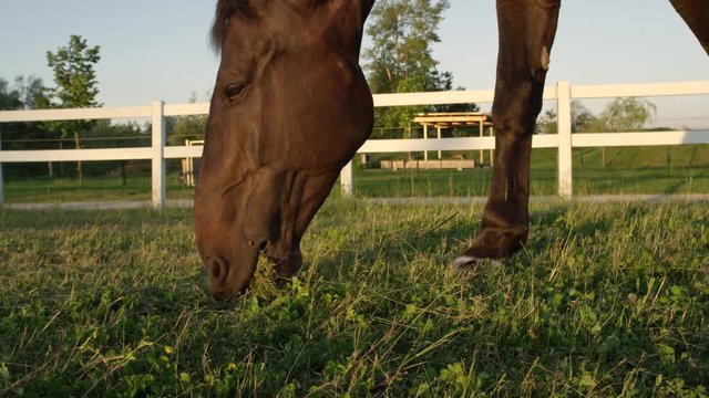 CLOSE UP: Beautiful dark brown stallion gazing and chewing grass at sunset