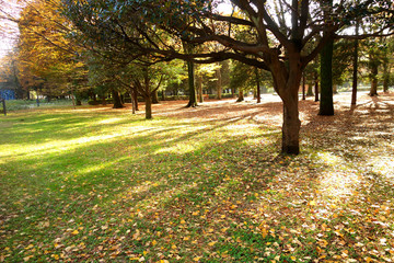 Fototapeta premium 代々木公園