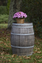 Purple Mums in a Basket on top of a Wine Barrel in the Fall