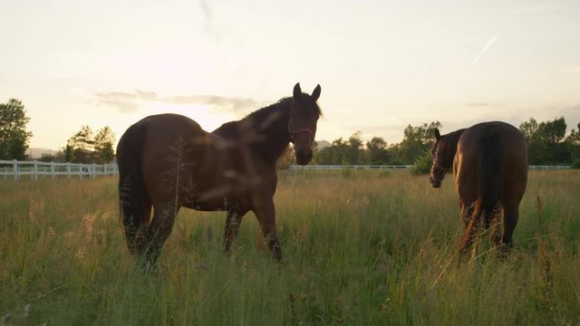 CLOSE UP: Two powerful strong horses grazing in tall grass on horse ranch