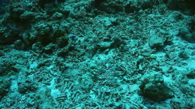 Presumably due to global warming (coral bleaching) dead coral reef, Australia