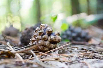 cone on wooden nature background