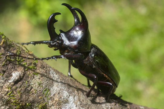 Male Dynastinae (Rhinoceros beetle), one of the largest beetles in the world, Sabah, Borneo, Malaysia