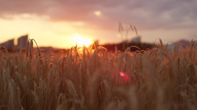 Close up golden sun shining through dry yellow wheat ear on agricultural field