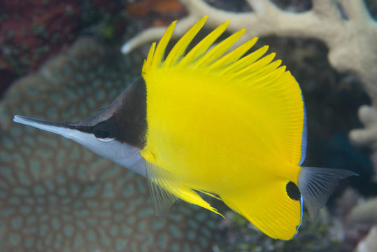 Longnose butterflyfish (Forcipiger flavissimus), adapted to feed in crevices in the reef and snips off soft pieces of corals, Queensland