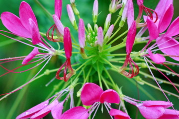 cleome-hassleriana-spider-flower-in-the-garden-soft-focus