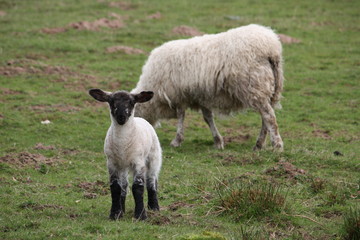 Obraz premium Scottish blackface lambs in a countryside farm