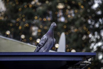 Taube auf dem Wiesbadener Weihnachtsmarkt