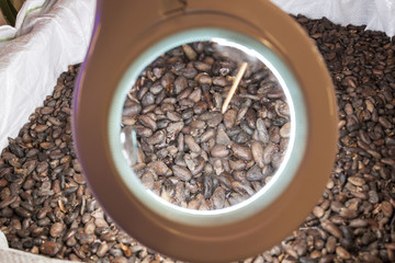 Raw cacao beans