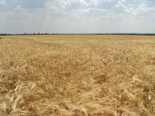 Fototapeta na wymiar wheat ears on the field, landscape on a sunny day