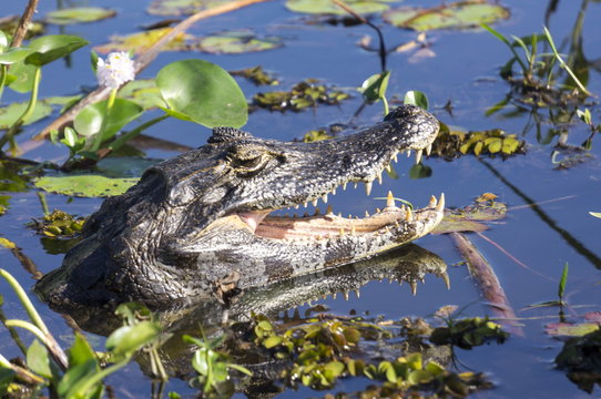 Black Caiman in swamp, Ibera National Park, Argentina