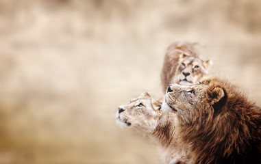 Obraz premium Wygląd lwów. Rodzina lwów afrykańskich szuka