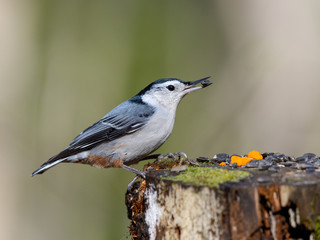 White-breasted Nuthatch Eating Sunflower Seeds  