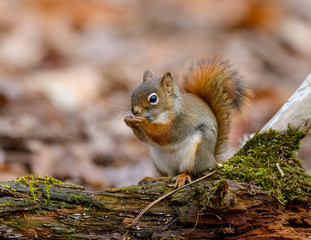 American Red Squirrel in Fall
