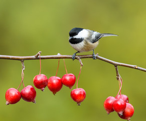 Black-Capped Chickadee Perched on Red Crabapple Branch in Fall