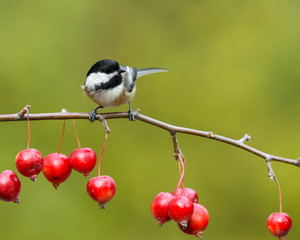 Black-Capped Chickadee Perched on Red Crabapple Branch in Fall