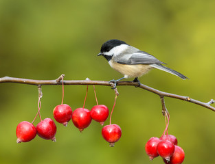 Black-Capped Chickadee Perched on Twig with Red Berries in Winter