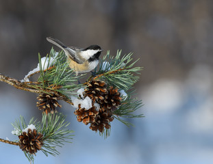 Black-Capped Chickadee Perched on Pine Tree Branch with Cones in Winter 