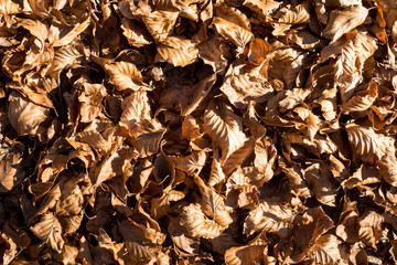 Foglie di faggio secche