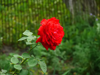 Bougainvillea paper flower in pink colorA close up macro shot of a red rose