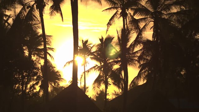 High coconut palm trees moving in wind in amazing forest resort at golden sunset