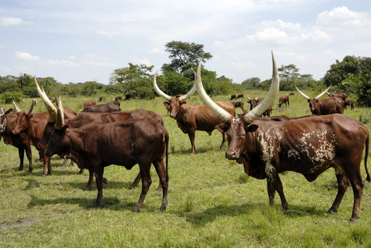 Ankole Cows, Uganda