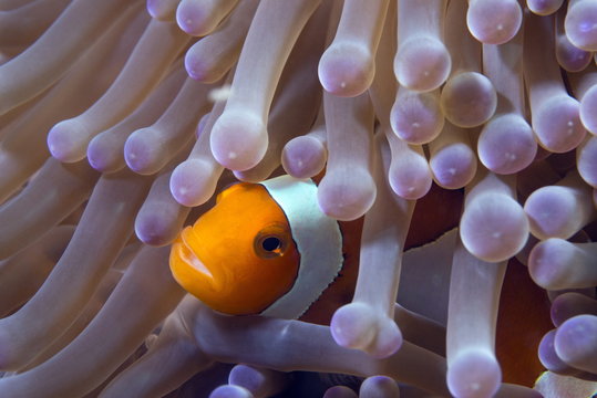 False clown anenomefish (Amphiprion ocellaris) in the tentacles of its host anemone, Celebes Sea, Sabah, Malaysia