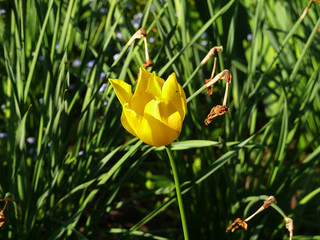 Yellow tulip isolated on white background