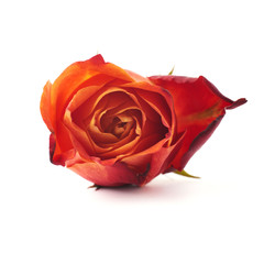 Single rose isolated lying over the white surface
