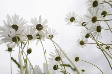 Low angle view of daisy flowers in meadow against clear sky