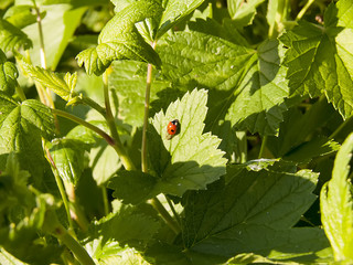 Beautiful ladybug on green grass. Nature background
