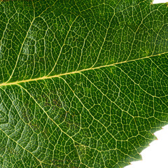 Rose green leaf texture as abstract background