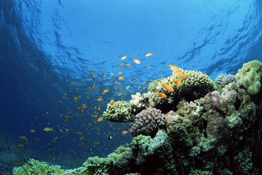 Sunlit reef top with hard corals and anthias, Red Sea, Egypt