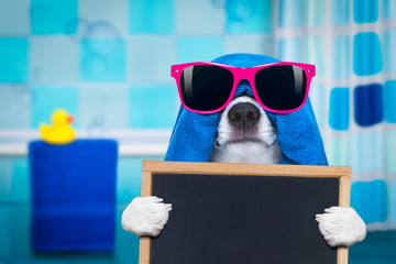 dog in shower  or wellness spa