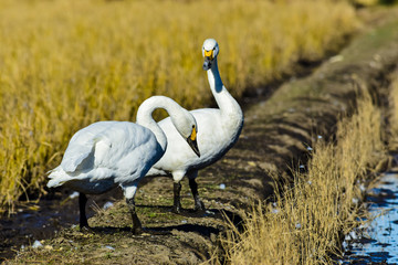 白鳥のペア