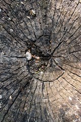 Old stump, texture ,abstract
