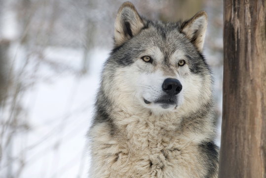 North American timber wolf (Canis lupus) in forest, Wolf Science Centre, Ernstbrunn, Austria