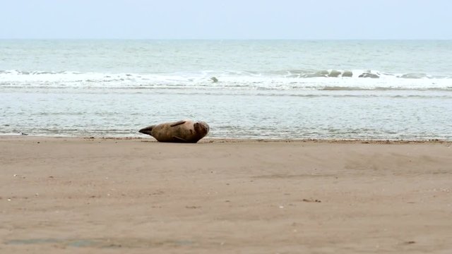 b&eacute;b&eacute; phoque se reposant sur la plage