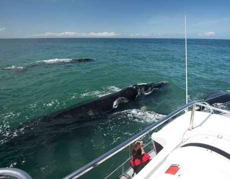 Tourist photographing Southern Right whale (Eubalaena australis) mother and calf, from Marine Dynamics whale watching boat, Western Cape