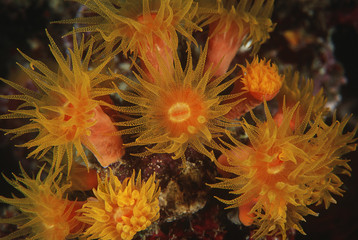 Naklejka na ściany i meble Polyps of cup coral feeding at night