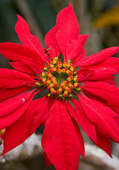 Beautiful tropical red flower. The unusual form. Tropics. Flora.