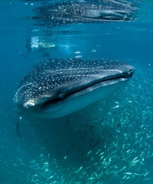 Scientist and whale shark (Rhincodon typus) feeding at the surface on zooplankton, mouth open, known as ram feeding, Yum Balam Marine Protected Area, Quintana Roo, Mexico   
