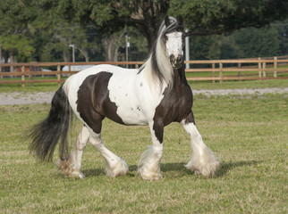 gypsy vanner horse mare