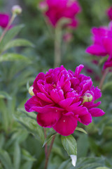 Bright Pink Peonies