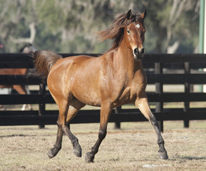 Arabian horse mare runs in paddock