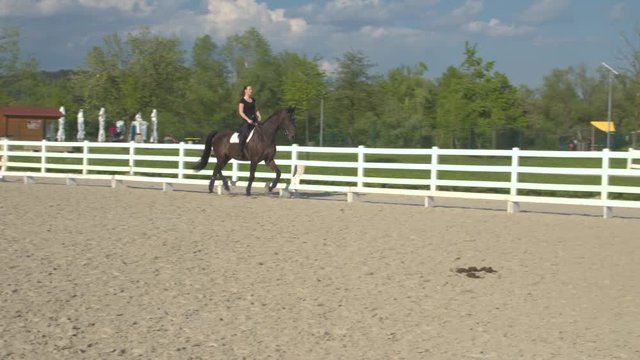 CLOSE UP: Beautiful dark brown stallion trotting in big outdoors riding arena