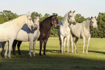 Group of Paso Fino Mares standing together