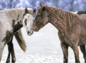 Two Rare Bashkir Curly horse mares, with winter coats resembling Berber rugs, touch noses - Powered by Adobe